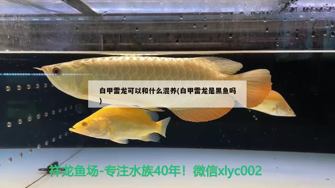 白甲雷龍可以和什么混養(白甲雷龍是黑魚嗎)（白甲雷龍可以和什么魚混養）