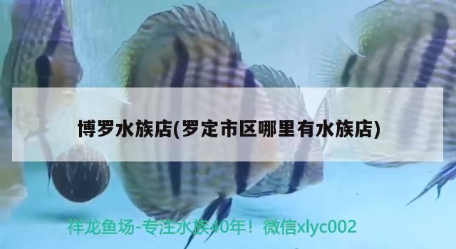 博羅水族店(羅定市區(qū)哪里有水族店)