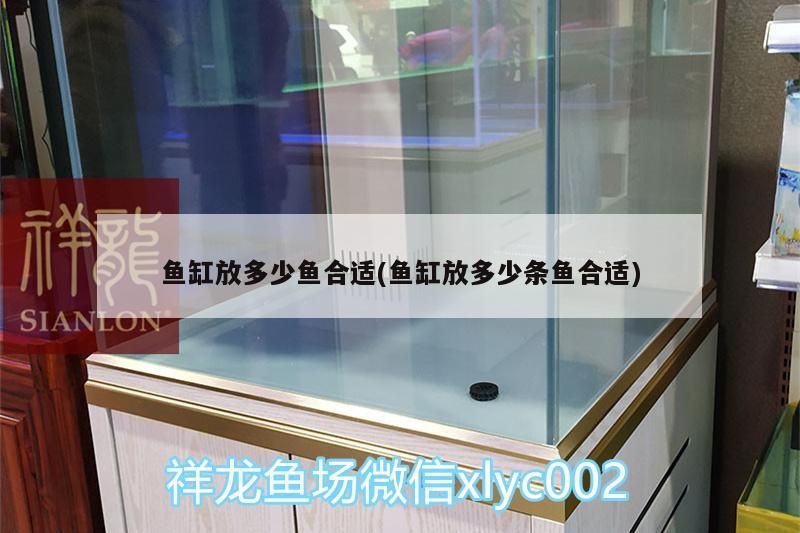魚缸放多少魚合適(魚缸放多少條魚合適)