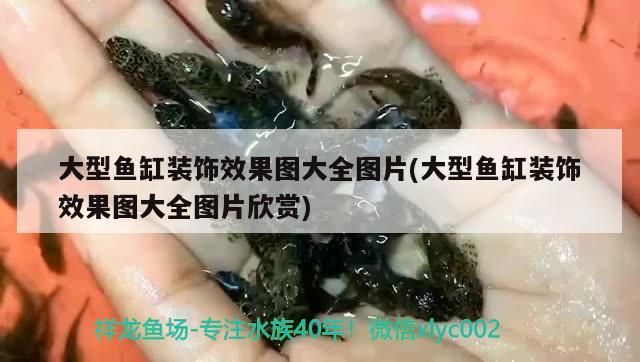 大型魚缸裝飾效果圖大全圖片(大型魚缸裝飾效果圖大全圖片欣賞)（大型魚缸裝飾效果圖）