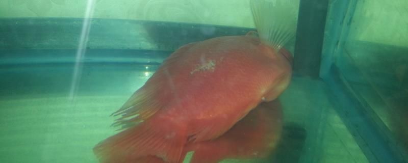 龍魚魚缸溫度多少合適喂食，關于龍魚水溫的問題