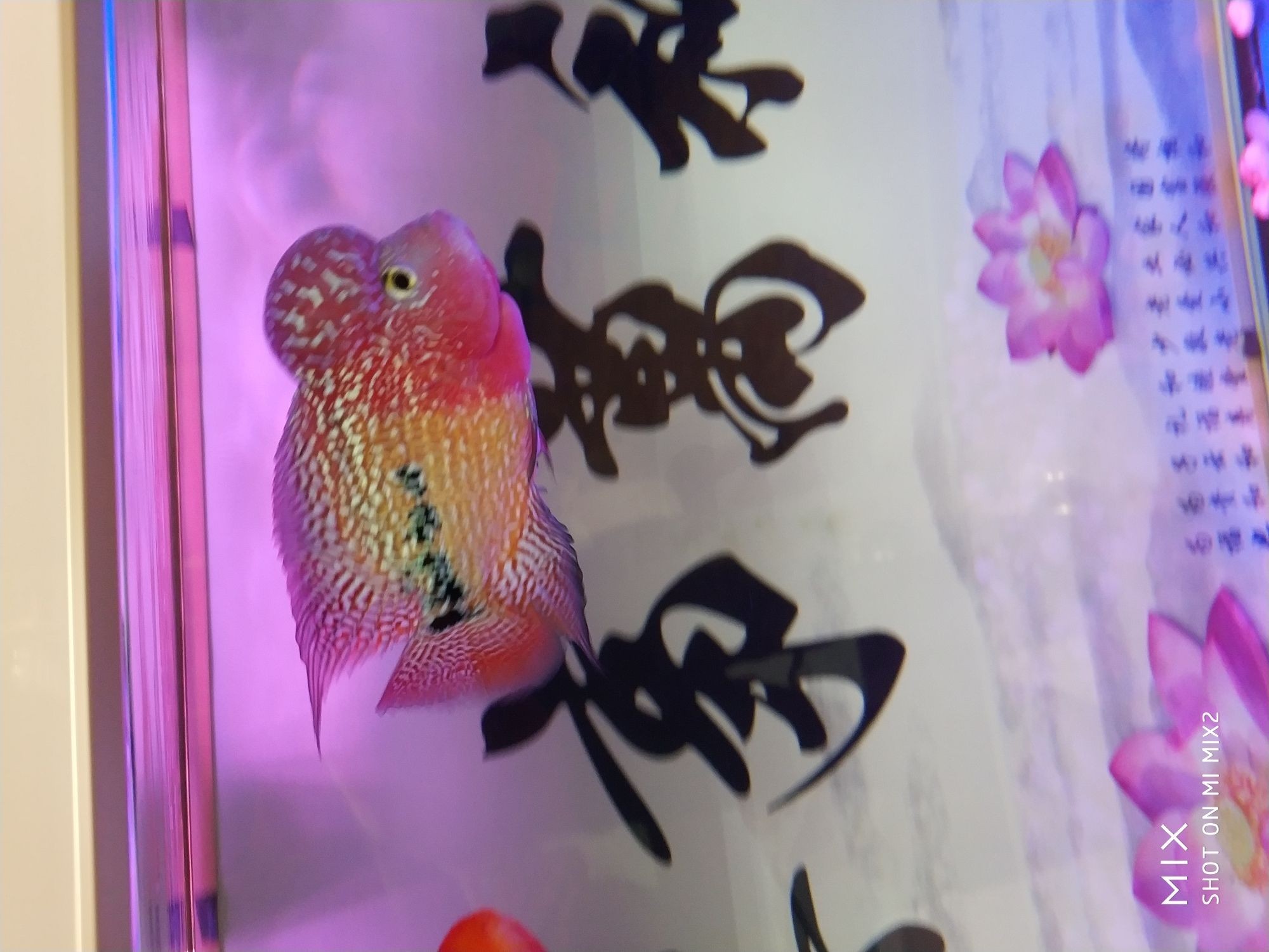WJ飼料試用報告1（wj飼料試用報告）