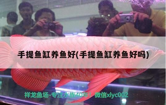 手提魚缸養魚好(手提魚缸養魚好嗎)