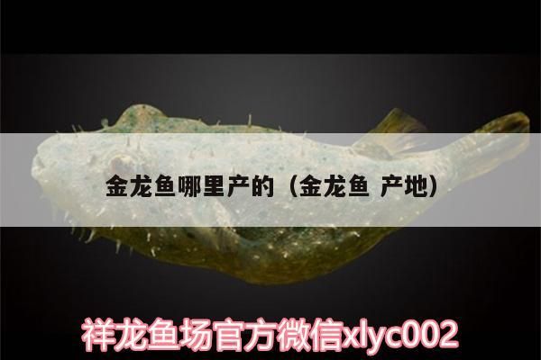 金龍魚哪里產的（金龍魚產地）（金龍魚哪里產的）