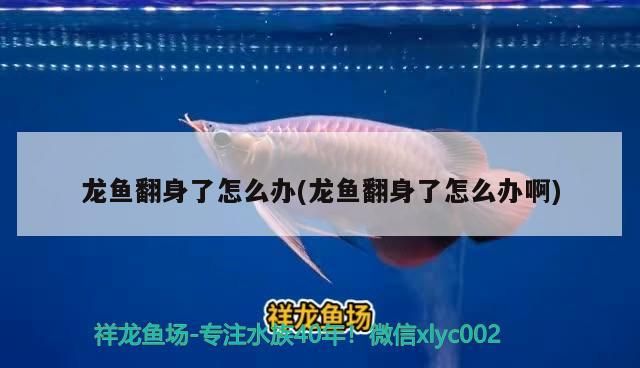 龍魚翻身了怎么辦(龍魚翻身了怎么辦啊)（祥龍魚翻身了怎么辦，龍魚翻身了怎么辦，）