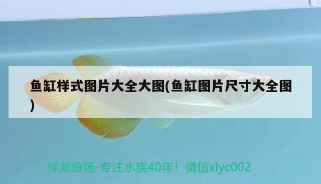 一方龍魚飼料多少斤合適：龍魚一頓喂多少（養紅龍魚的注意事項）