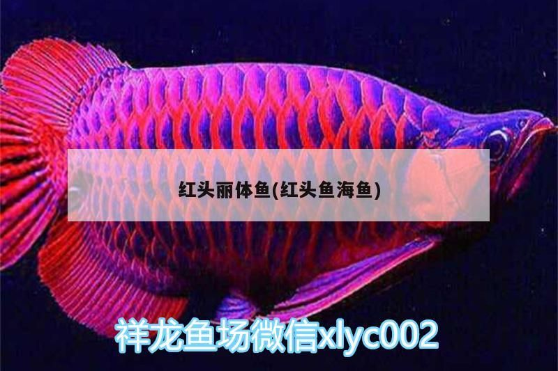 紅頭麗體魚(紅頭魚海魚)（紅頭麗體魚怎么養紅頭麗體魚，）