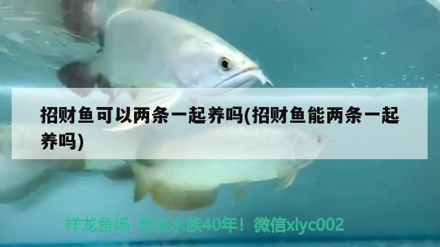招財魚可以兩條一起養嗎(招財魚能兩條一起養嗎)（一缸能養兩條招財魚嗎）