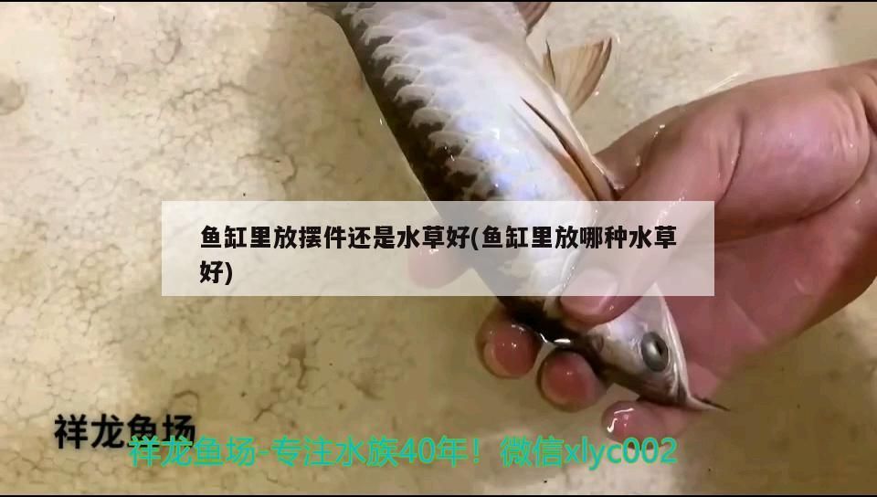 魚缸里放擺件還是水草好(魚缸里放哪種水草好)（魚缸里放什么東西好）
