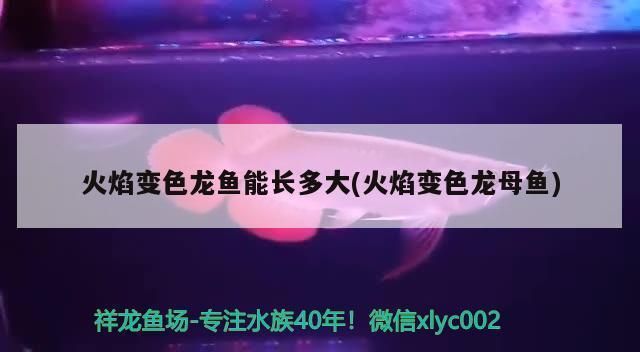 龍魚厭食趴缸（龍魚厭食趴缸用什么藥）（龍魚厭食趴缸及適用的藥物治療龍魚厭食趴缸及適用的藥物）