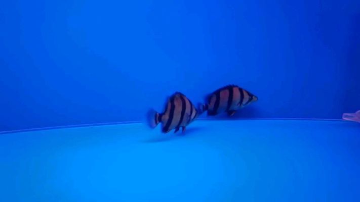 錦州觀賞魚批發市場：錦州水族批發市場