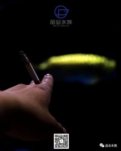 錦州觀賞魚批發市場：錦州水族批發市場