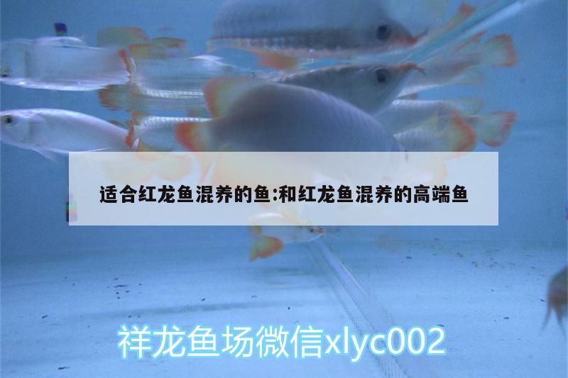 巴西亞魚 適合紅龍魚混養(yǎng)的魚:和紅龍魚混養(yǎng)的高端魚(紅龍魚什么品種好) 觀賞魚百科 適合紅龍魚混養(yǎng)的魚:和紅龍魚混養(yǎng)的高端魚(紅龍魚什么品種好) 適合紅龍魚混養(yǎng)的魚:和紅龍魚混養(yǎng)的高端魚(紅龍魚什么品種好) 觀賞魚百科