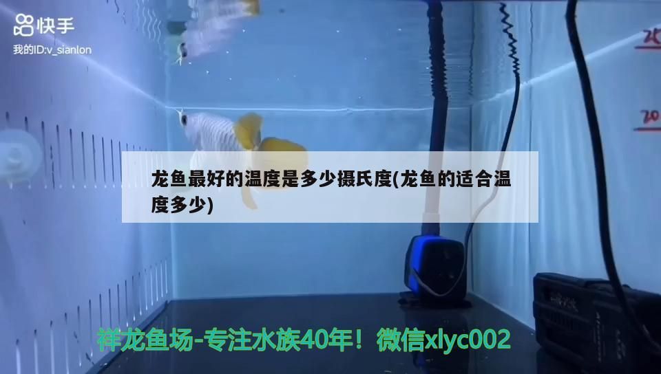 龍魚最好的溫度是多少攝氏度(龍魚的適合溫度多少)（金龍魚最好的溫度是多少攝氏度）
