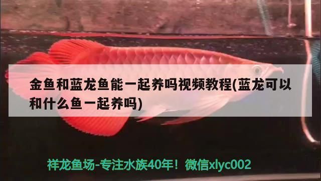 金魚和藍龍魚能一起養嗎視頻教程(藍龍可以和什么魚一起養嗎)（金魚和藍龍魚可以一起養嗎、金魚和藍龍魚能一起養嗎）