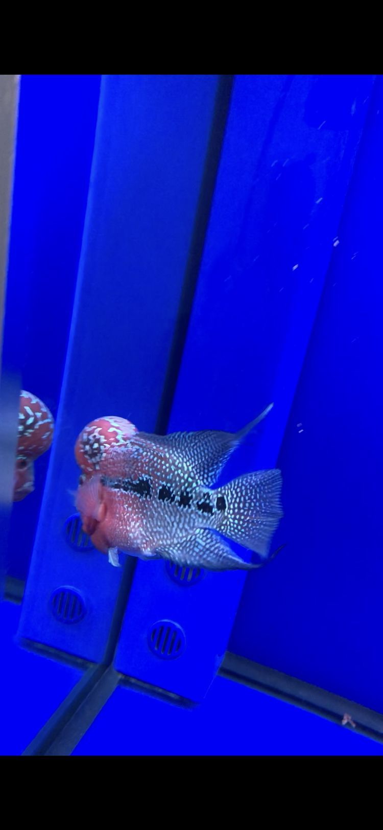 羅漢換水問題(關于羅漢換水問題) 觀賞魚百科 第3張 羅漢換水問題(關于羅漢換水問題) 羅漢換水問題(關于羅漢換水問題) 觀賞魚百科 第3張