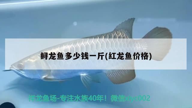 鱘龍魚多少錢一斤(紅龍魚價格)（鱘龍魚多少錢一斤）