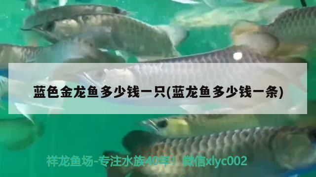 藍(lán)色金龍魚(yú)多少錢(qián)一只(藍(lán)龍魚(yú)多少錢(qián)一條)（藍(lán)色金龍魚(yú)多少錢(qián)一只）