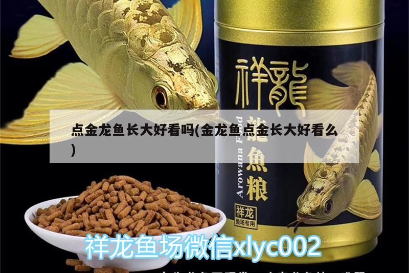 點金龍魚長大好看嗎(金龍魚點金長大好看么)（點金龍魚長大好看嗎）