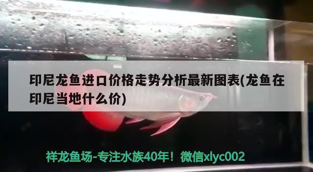 印尼龍魚進口價格走勢分析最新圖表(龍魚在印尼當地什么價)（印尼龍魚進口價格走勢分析） 印尼龍魚進口價格走勢分析最新圖表(龍魚在印尼當地什么價)（印尼龍魚進口價格走勢分析） 觀賞魚百科