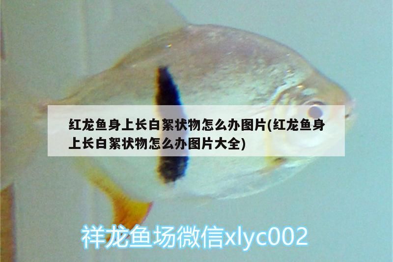 紅龍魚身上長白絮狀物怎么辦圖片(紅龍魚身上長白絮狀物怎么辦圖片大全)（紅龍魚身上長白絮狀物怎么辦）