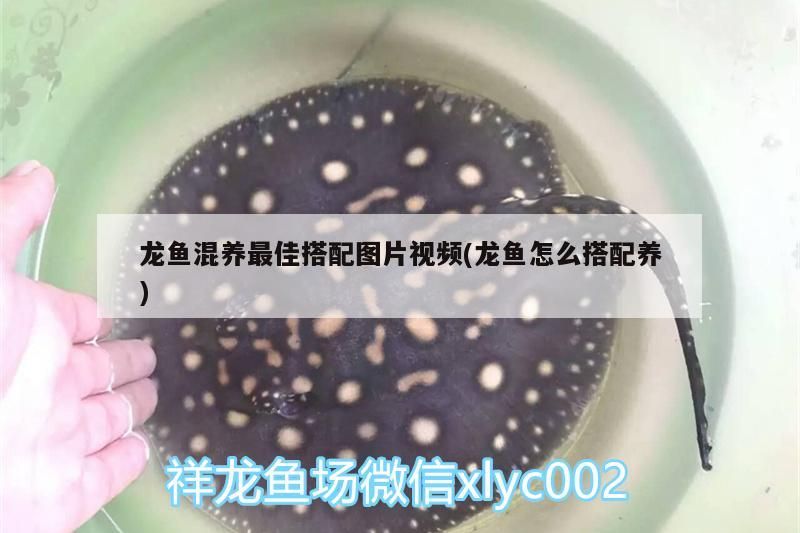 龍魚混養(yǎng)最佳搭配圖片視頻(龍魚怎么搭配養(yǎng))（龍魚與什么魚混養(yǎng)最佳搭配圖片視頻）