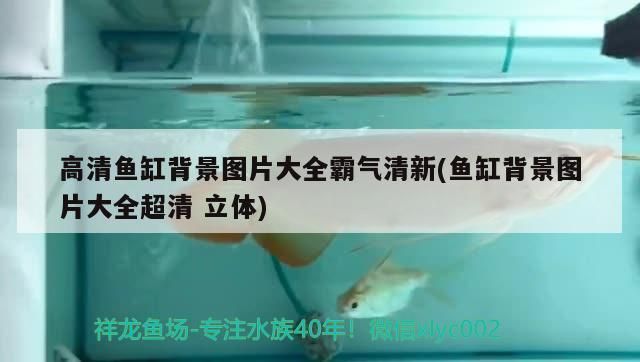 高清魚缸背景圖片大全霸氣<strong><mark>清新</mark></strong>(魚缸背景圖片大全超清立體)（高清魚缸背景圖片大全超清立體）
