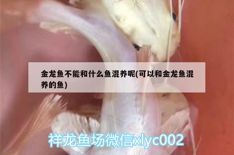 金龍魚不能和什么魚混養呢(可以和金龍魚混養的魚)（金龍魚不能和什么魚混養）
