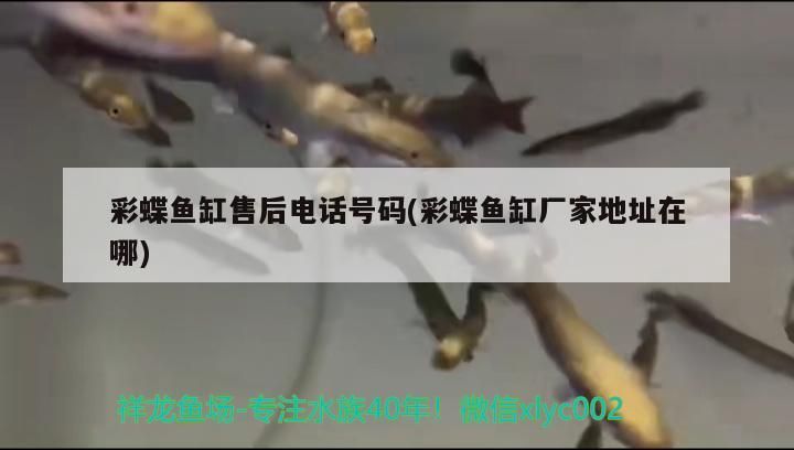 彩蝶魚缸售后電話號碼(彩蝶魚缸廠家地址在哪)（彩蝶魚缸售后電話號碼和廠家地址在哪）