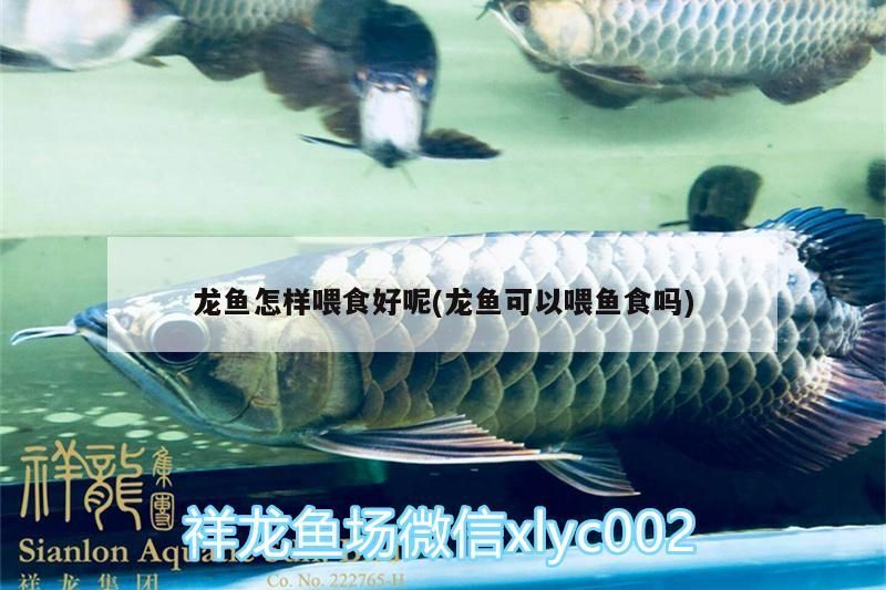 哪種紅龍魚最好看的品相（哪個品種的紅龍最好看）（紅龍魚和紅龍魚哪個品種最好看，選購紅龍魚最好看的品質）