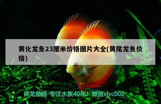 龍魚缸哪個牌子性價比高好（龍魚缸推薦）（魚缸十大品牌有哪些？）