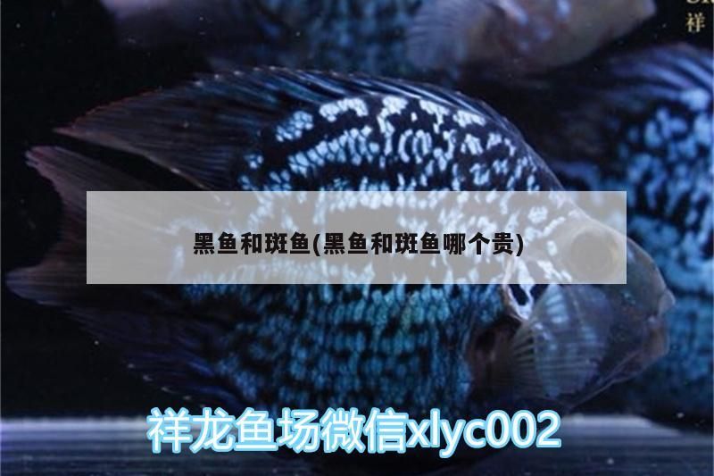 黑魚和斑魚(黑魚和斑魚哪個貴)（space黑魚和石斑魚和石斑魚的區(qū)別）