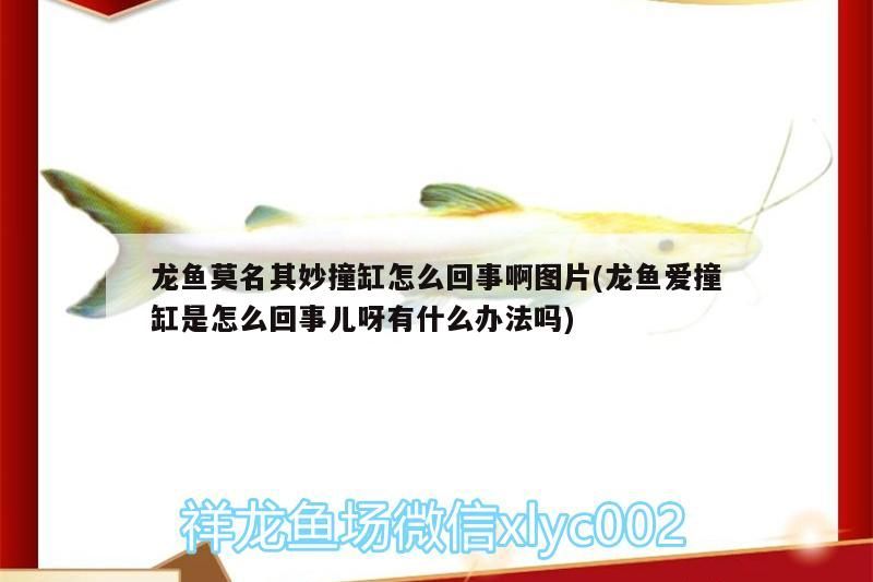 龍魚莫名其妙撞缸怎么回事啊圖片(龍魚愛撞缸是怎么回事兒呀有什么辦法嗎)（龍魚莫名其妙撞缸怎么回事）