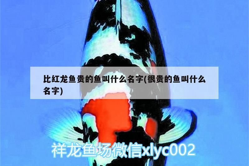 比紅龍魚貴的魚叫什么名字(很貴的魚叫什么名字)（比紅龍魚貴的魚叫什么名字）