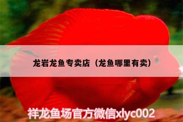 龍巖龍魚專賣店（龍魚哪里有賣）（關(guān)于龍巖龍魚專賣店和龍魚哪里有賣的介紹）