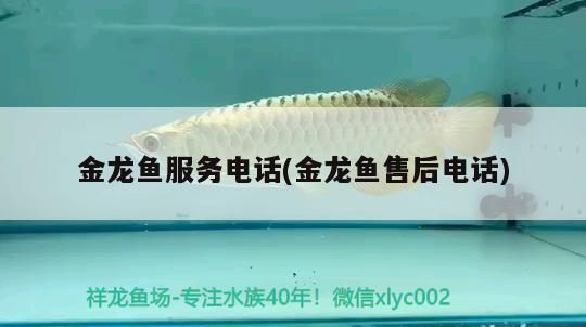 金龍魚服務電話(金龍魚售后電話)（關于金龍魚服務電話的一些事）