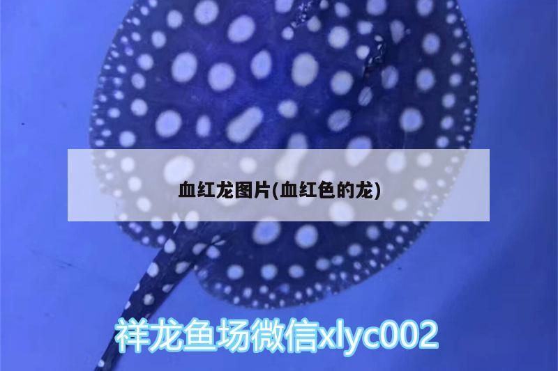 血紅龍圖片(血紅色的龍)（【紅龍】紅尾金龍】紅尾金龍】紅尾金龍】）