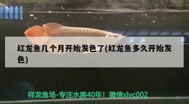 紅龍魚幾個月開始發色了(紅龍魚多久開始發色)（紅龍魚幾個月開始發色）