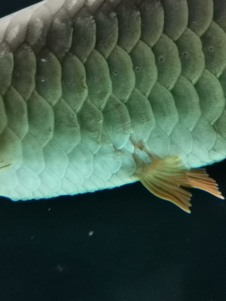 問一下魚友們，這龍魚是不是生病了，應該怎樣治療？[kelian][kelian]（關于龍魚健康診斷與治療指南）