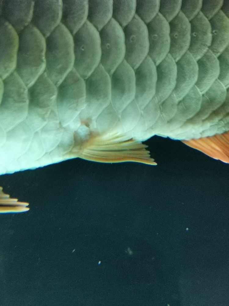 問一下魚友們，這龍魚是不是生病了，應該怎樣治療？[kelian][kelian]（關于龍魚健康診斷與治療指南）