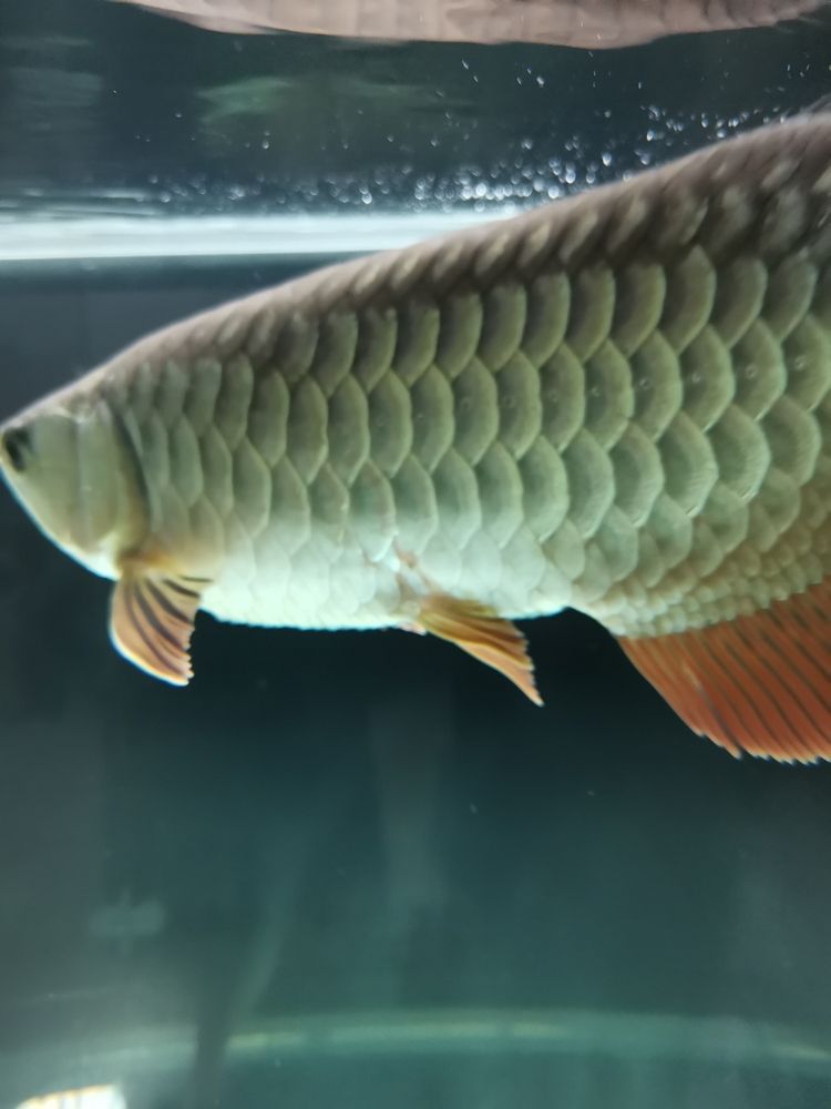 問一下魚友們，這龍魚是不是生病了，應該怎樣治療？[kelian][kelian]（關于龍魚健康診斷與治療指南）