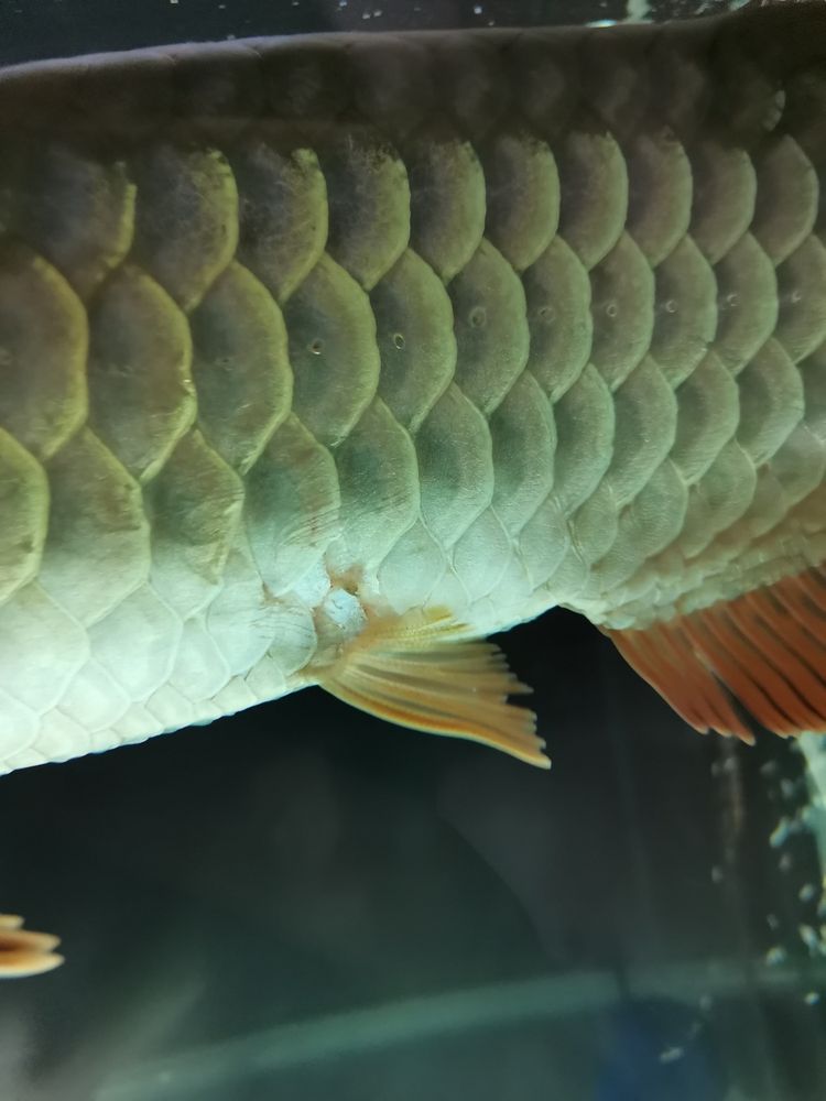 問一下魚友們，這龍魚是不是生病了，應該怎樣治療？[kelian][kelian]（關于龍魚健康診斷與治療指南）