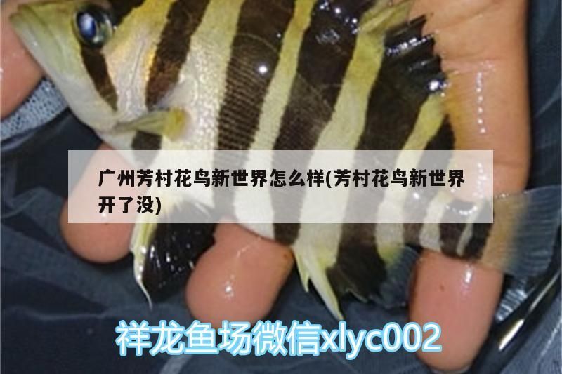 廣州芳村花鳥新世界怎么樣(芳村花鳥新世界開了沒)（廣州芳村花鳥新世界）