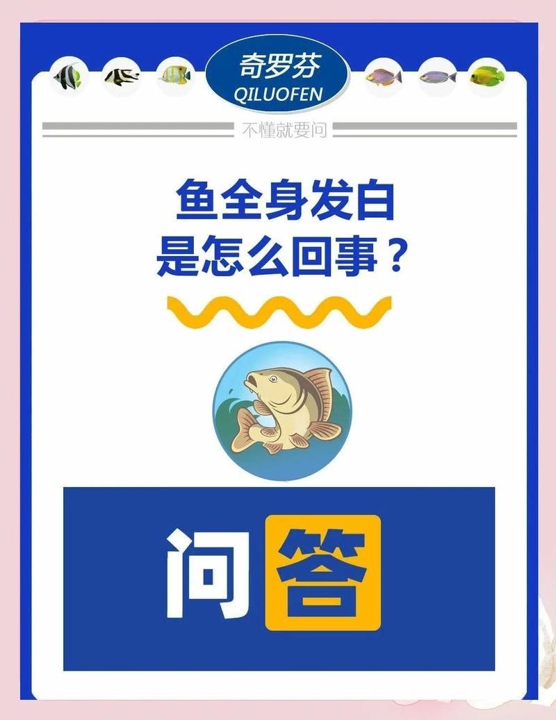 金龍魚發白可以放鹽嗎？（龍魚發白是怎么回事）