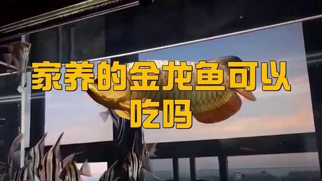 金龍魚吃小蝌蚪需要煮熟嗎？（開封市社科聯(lián)“揭秘金龍魚快速成長秘訣:科學(xué)喂食與慢養(yǎng)原則）