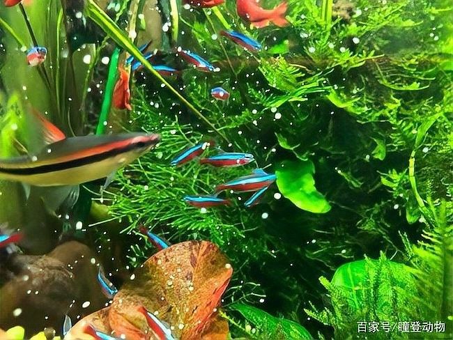 紅龍魚吃水草嗎？