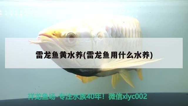 雷龍魚黃水養(雷龍魚用什么水養)（雷龍魚黃水養的介紹）