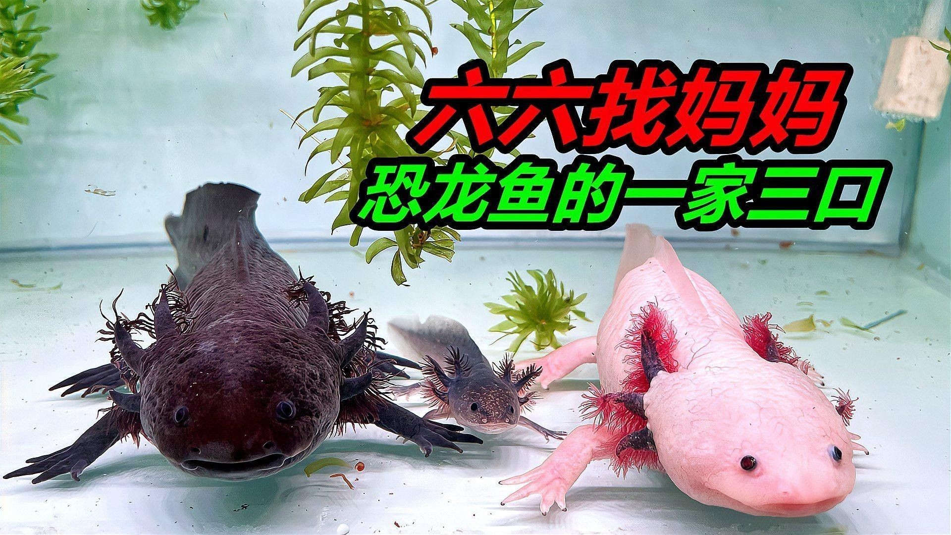 恐龍魚和羅漢魚混養需要多大的魚缸（魚和羅漢魚混養需要多大的魚缸，恐龍魚和羅漢魚混養方法）