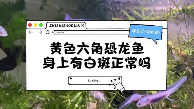 龍魚鱗片發白會傳染嗎（龍魚鱗片發白怎么辦）