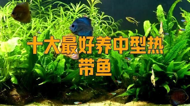 廣東正大漁場的奪冠團隊有哪些成員，廣東正大漁場的奪冠團隊是否由高銀玲帶領正大漁場的奪冠團隊